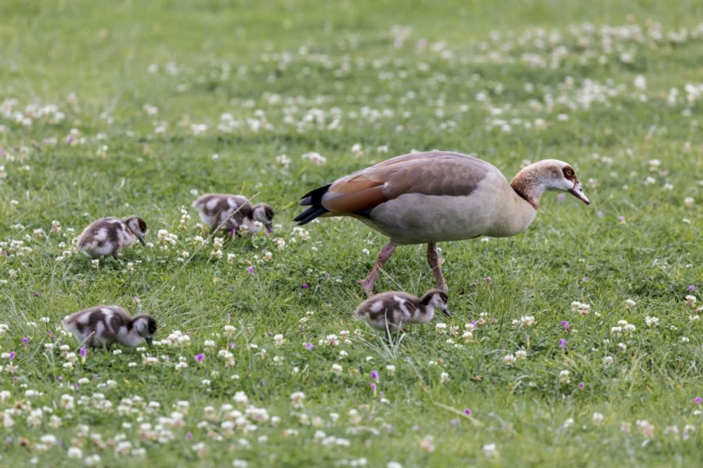 South Cape Town Mother goose with goslings